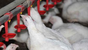 تقاضای برای مرغ گوشتی 30 درصد کاهش یافت
