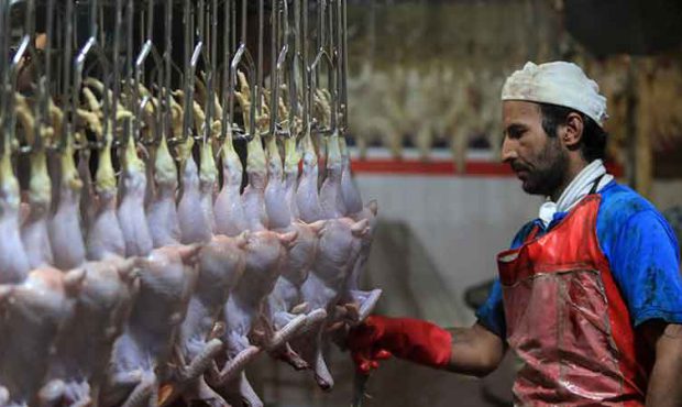 افزایش تولید و کاهش قیمت مرغ در راه است