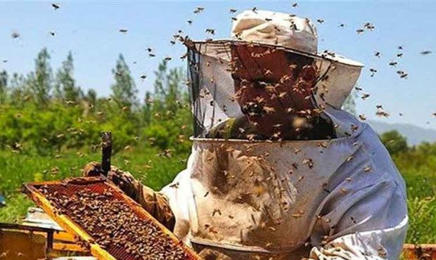 مشکلات زنبورداران در شهر عسل ایران