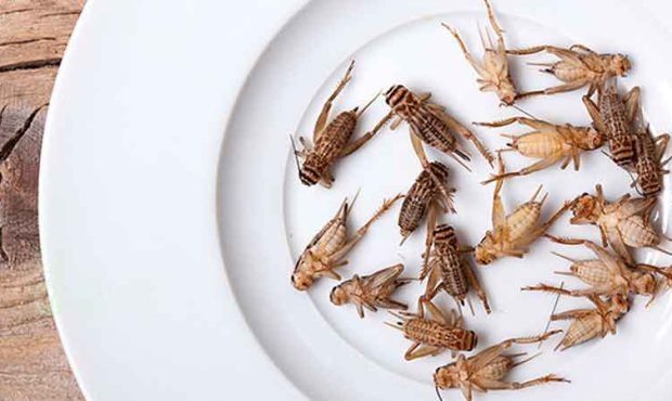 مزایا و خطر اندک حشرات خوراکی