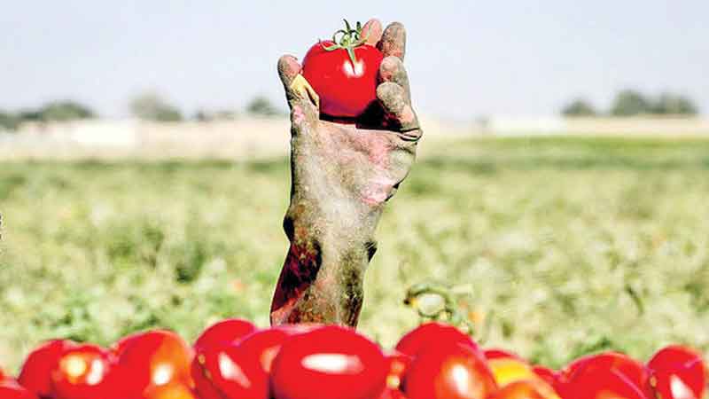 گوجه‌کاران بوشهری و مشکلاتی که هر سال تکرار می‌شود