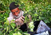 کشاورز ایرانی هویت مستقل حقوقی ندارد