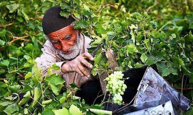 کشاورز ایرانی هویت مستقل حقوقی ندارد