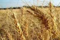 قیمت گندم برای سال زراعی جدید ۲۵ هزارتومان باشد