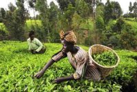  هوش مصنوعی به کمک کشاورزان آفریقایی آمد
