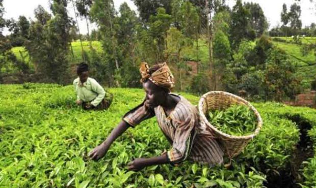  هوش مصنوعی به کمک کشاورزان آفریقایی آمد