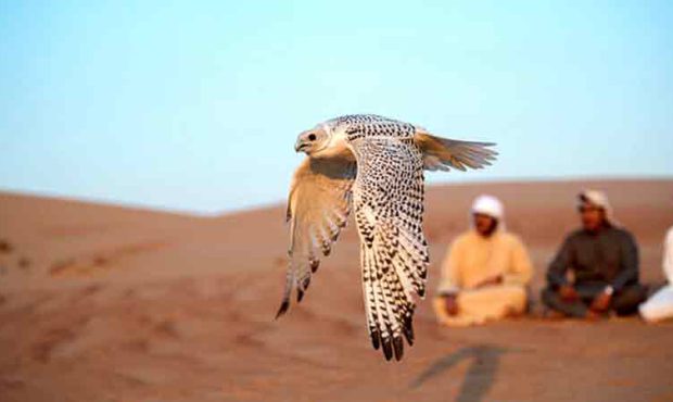 قاچاق پرندگان شکاری از ایران