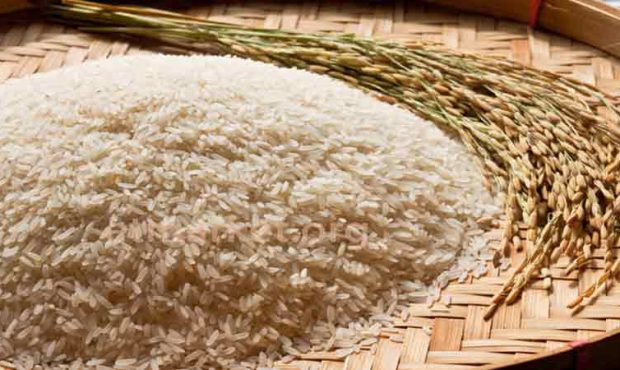  واردات برنج همچنان ممنوع است
