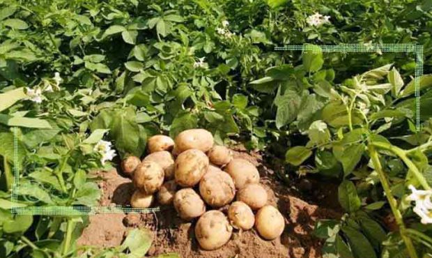 وزیر جهاد کشاورزی پیگیر حل مشکلات سیب‌زمینی‌کاران باشد