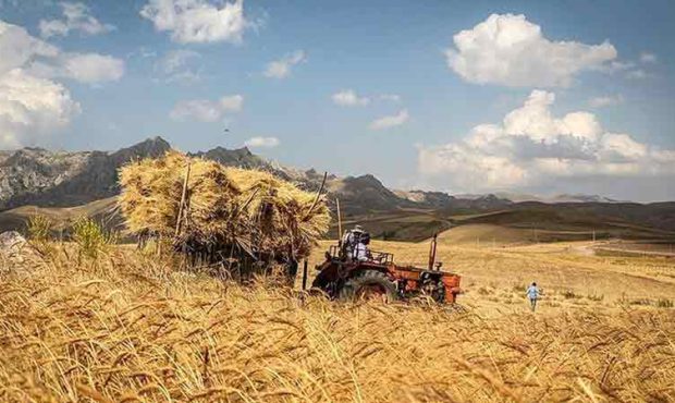 قیمت خرید گندم بر اساس نرخ تورم تعیین شد