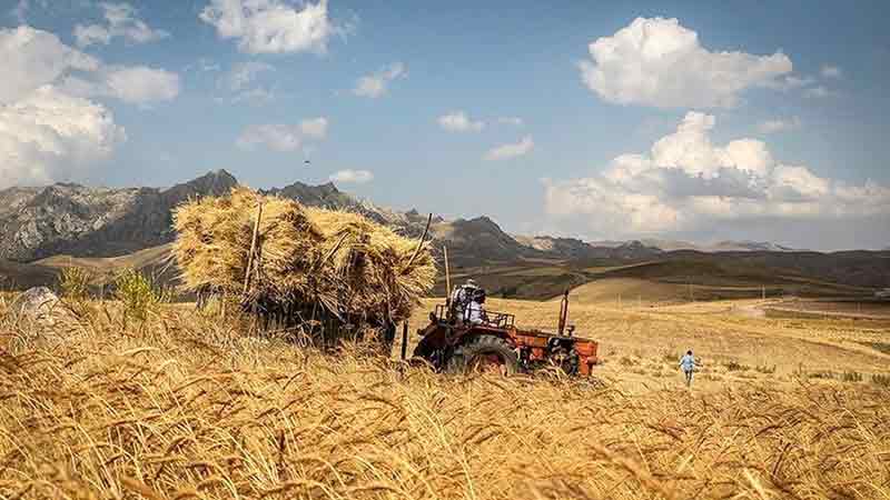 قیمت خرید گندم بر اساس نرخ تورم تعیین شد