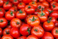 اختلاف محسوس قیمت گوجه از مزرعه تا بازار