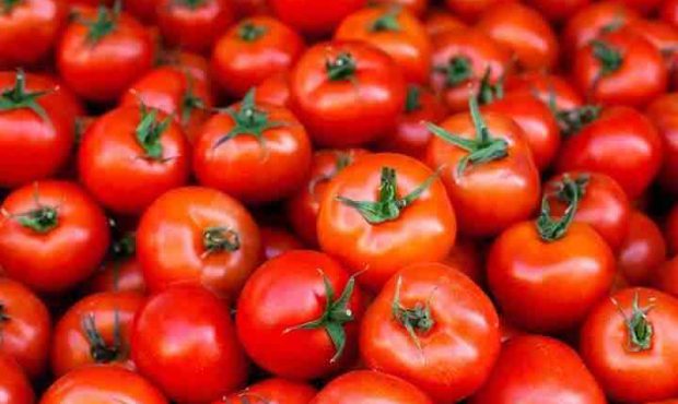 اختلاف محسوس قیمت گوجه از مزرعه تا بازار